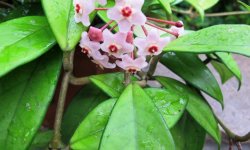 Хойя (воскової плющ): догляд в домашніх умовах, фото, отруйна чи ні