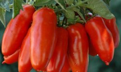 Томат &laquo;Хохлома&raquo;: характеристика і опис сорту, фото, врожайність, посадка і догляд, відгуки