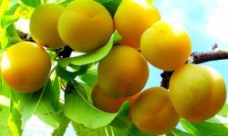 Слива Ранок: опис і характеристика сорту, особливості догляду та вирощування, фото