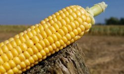 Як зрозуміти, що дозріла кукурудза: терміни дозрівання та збору, фото, відео