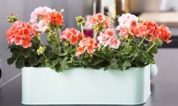 Як посадити герань в який горщик і коли садити, як доглядати після посадки, відео