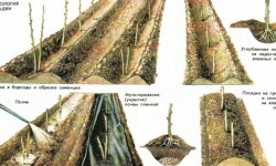 Новий сорт ремонтантної малини Малинова гряда: зовнішній вигляд, опис, особливості вирощування, фото