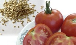 Томат &laquo;Яблунька Росії&raquo;: характеристика і опис сорту, врожайність, вирощування і догляд, фото