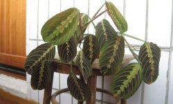 Маранта триколор: догляд в домашніх умовах, фото, розмноження, цвітіння