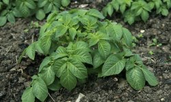 Покос і прибирання бадилля картоплі мотоблоком: терміни, технологія, відео