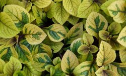 М’ята кімнатна: опис видів, корисні властивості, вирощування і догляд в домашніх умовах, методи застосування