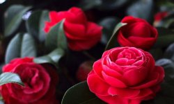 Камелія японська (квітка): догляд в домашніх умовах, фото