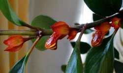 Гіпоцірта кімнатна: догляд в домашніх умовах, види, фото, розмноження, народні забобони