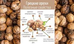 Зелені волоські горіхи від щитовидки: рецепт настоянки, як приготувати, застосування