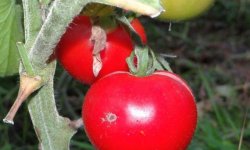 Томат Пролісок: опис і характеристика помідора, вирощування і догляд, фото