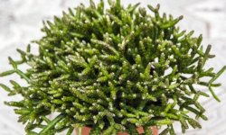 Ріпсаліс — догляд в домашніх умовах — фото і види