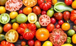 Як зробити, щоб помідори швидше червоніли будинку: способи дозрівання, оптимальні умови зберігання