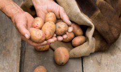 Чи можна зберігати картоплю в холодильнику: плюси і мінуси, способи зберігання в сирому і вареному вигляді