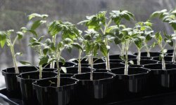 Томат &laquo;Ямал&raquo;: характеристика і опис сорту, фото, врожайність, посадка і догляд