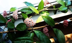 Хойя Карноза: догляд в домашніх умовах, фото, розмноження