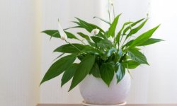 Чому в’яне спатифиллум: причини, що можна зробити, як вилікувати рослину пересадкою?