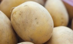 Картопля Метеор: опис, характеристика і смакові якості сорту, правила вирощування та догляду, фото