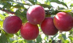 Слива Генеральська: опис і характеристика сорту, особливості вирощування та догляду, фото