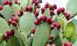 Опунція: види, фото і назви, догляд і способи розмноження