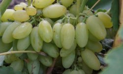 Виноград Елегант (сверхранний): опис сорту, фото, відгуки