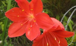 Кімнатна рослина валлота: фото і опис, догляд і вирощування в домашніх умовах