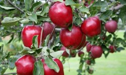 Яблуня Ред Делішес: опис і характеристика сорту, вирощування і догляд, фото