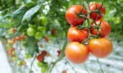 Коли знімати помідори в теплиці: оптимальні терміни, особливості зберігання врожаю
