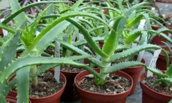 Як пересадити алое в домашніх умовах — крок за кроком на відео, догляд