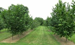 Смажений фундук: користь і шкода для організму, хімічний склад і калорійність на 100 грам