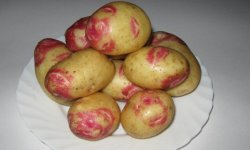 Картопля Пікассо: опис і характеристика сорту, смакові якості і врожайність, особливості вирощування, фото, відгуки
