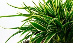 Як правильно посадити драцену і доглядати в домашніх умовах