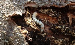 Короїд на яблуні: перші ознаки появи шкідника в саду, основні методи боротьби і лікування