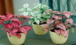 Гіпоестес (кімнатні рослини): догляд в домашніх умовах, фото, розмноження, види