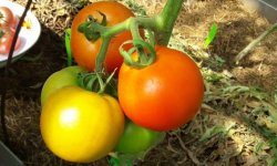 Як вибрати кращі сорти низькорослих томатів для теплиць: великоплідні, пізні, скоростиглі