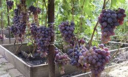 Виноград «Низина»: опис сорту, фото