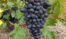 Підживлення винограду восени добривами: чи потрібна, доза і основні правила