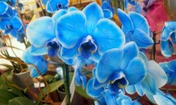 Блакитна орхідея — чи існує в природі, фото сорти, відгуки