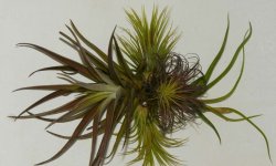 Тілландсия атмосферна: догляд в домашніх умовах, фото, розмноження