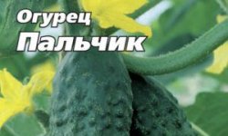 Сорт огірків Пальчик: опис і характеристика, технологія вирощування та догляду, фото