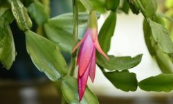 Підживлення декабриста в домашніх умовах для цвітіння: терміни підживлення, відповідні добрива і як їх правильно використовувати