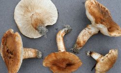 Рядовка опёнковідная: їстівна чи ні, як готувати, корисні властивості і можливу шкоду від гриба, фото і опис