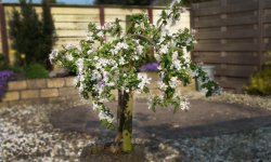 Як вибрати яблуню для посадки навесні, щоб отримати урожай влітку, правила вибору якісного посадкового матеріалу