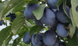 Слива сорти Ненька: ботанічний опис та характеристика, плюси і мінуси, особливості агротехніки, фото