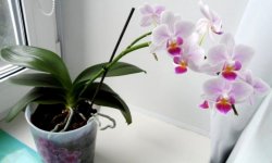 Хвороби і шкідники орхідей фаленопсис: причини, їх лікування та усунення, догляд в домашніх умовах, фото, відео