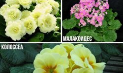 Як виростити примулу з насіння в домашніх умовах на розсаду: посадка і догляд, коли сіяти насіння, коли зацвіте квітка