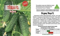 Огірок Теща F1: характеристика і опис сорту, особливості вирощування та догляду, фото