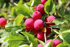 Сорт яблуні Райське яблуко: опис і характеристика, посадка, вирощування і догляд, фото