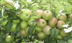 Яблуня Вербну: опис і характеристики сорту, особливості посадки і догляду, фото