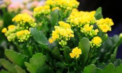 Каланхое Блоссфельда: догляд в домашніх умовах, фото, лікувальні властивості, розмноження, обрізка, цвітіння