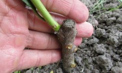 Щеплення персика: мета і переваги, способи і терміни, правила щеплення, поради початківцям садівникам